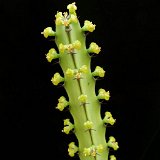 Euphorbia heterospina ssp baringoensis (N. Loruk, Kenya)